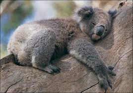 imagen de un Koala
